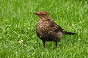 A female blackbird stood on grass