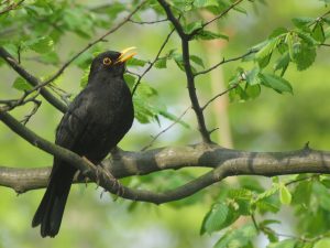 A male blackbird sits singing in a tree